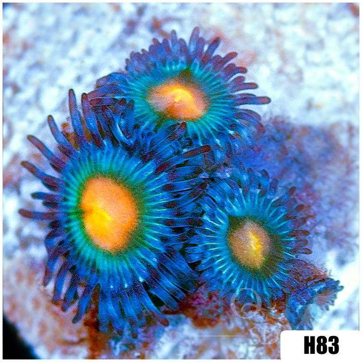 Gator Eyes Zoanthids
