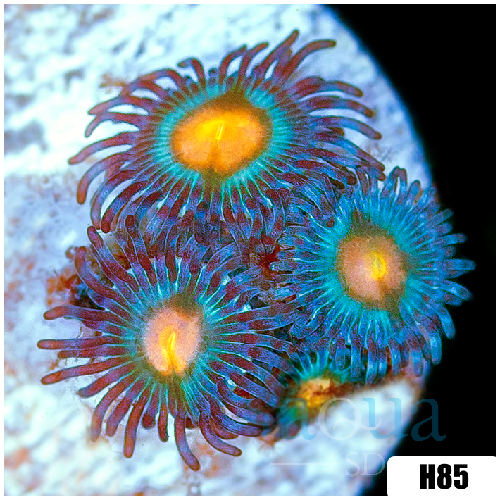 Gator Eyes Zoanthids