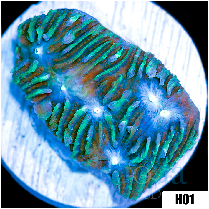 Toxic Current Chalice