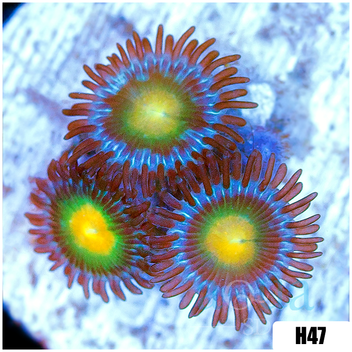 Gator Eyes Zoanthids
