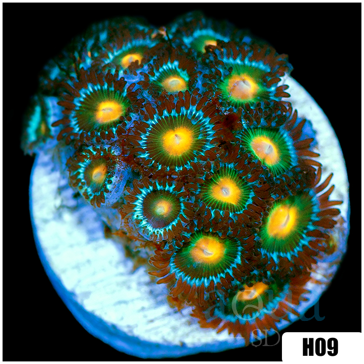 Gator Eyes Zoanthids