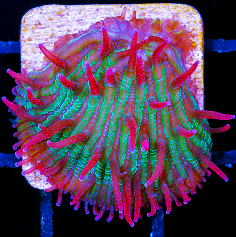 ASD Shortcake Diaseris Plate Coral
