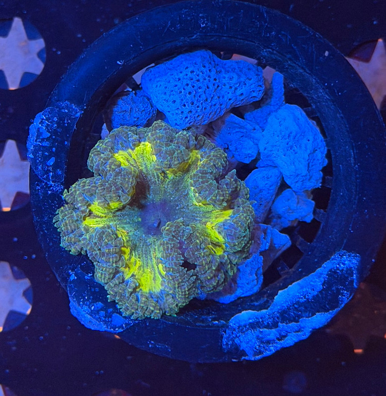 ASD Banana Bomb Rock Flower Anemone