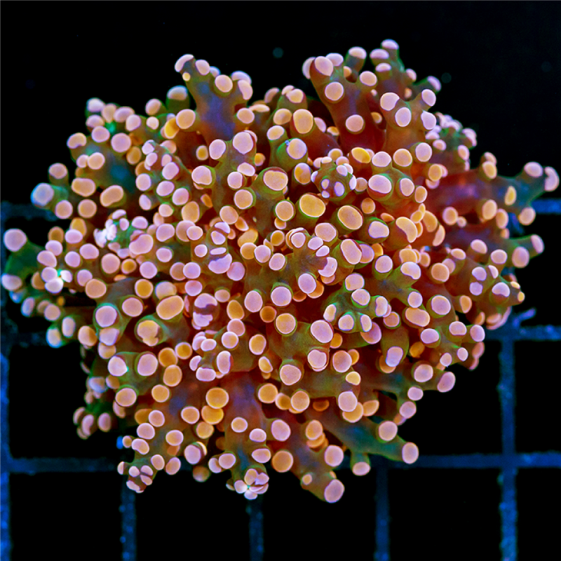 Indo Peach Frogspawn