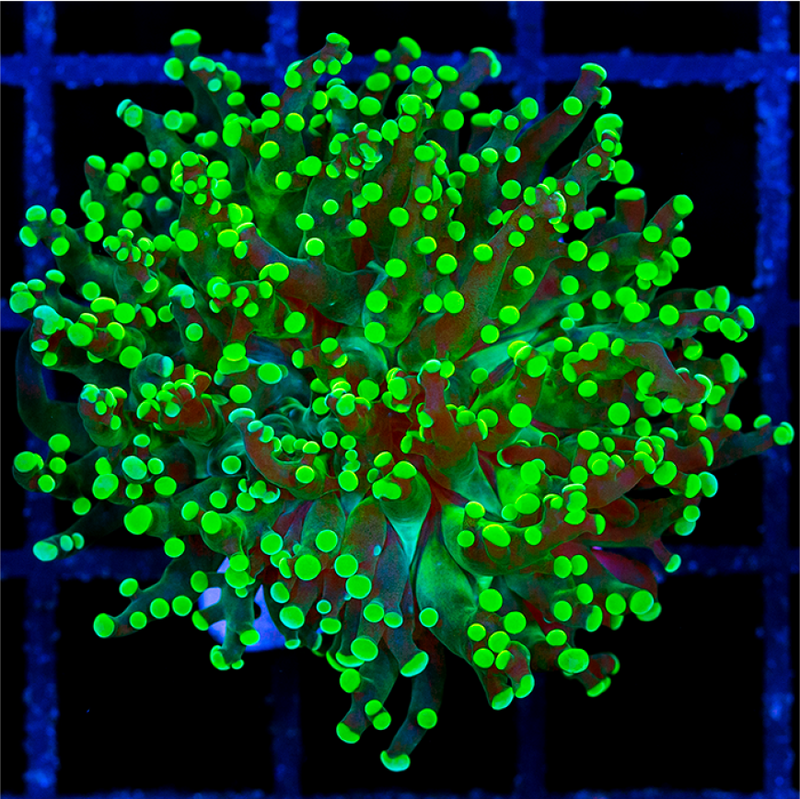 Indo Neon Frogspawn