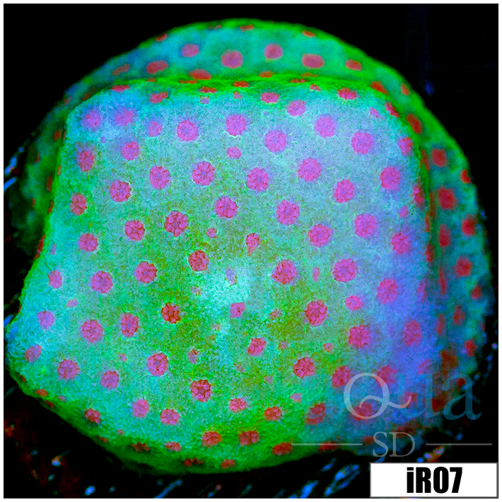 Strawberry Feilds Montipora
