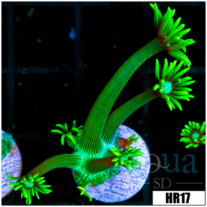 Neon Star Goni