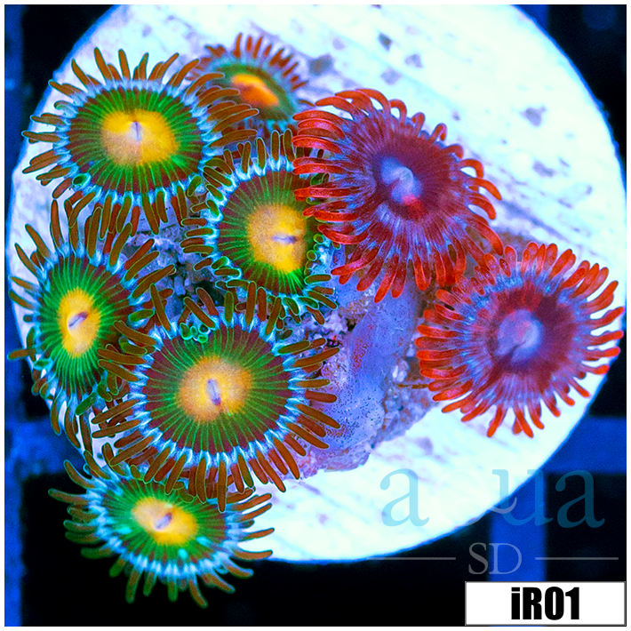 ASD Combo Zoanthids