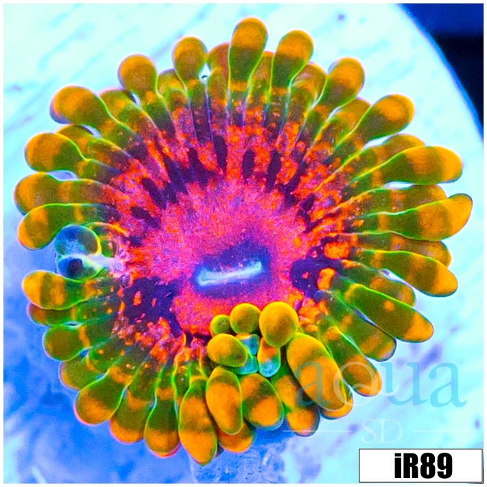 ASD Grand Master Krak Zoanthid