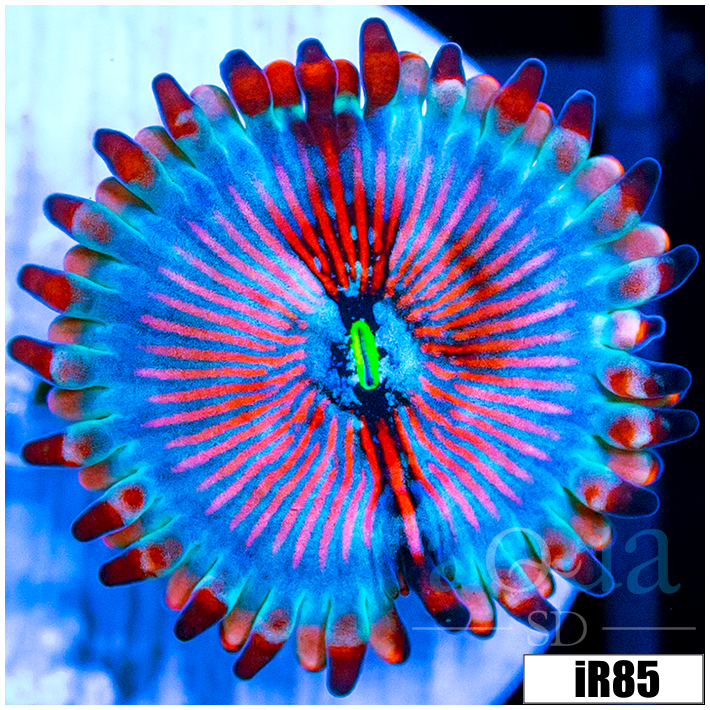 White Zombies Zoanthids