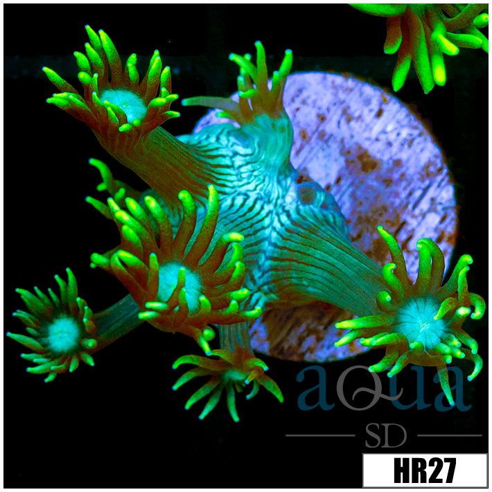 Neon Star Goni