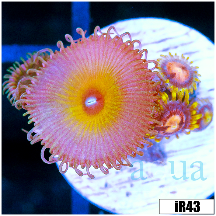 ASD Combo Zoanthids