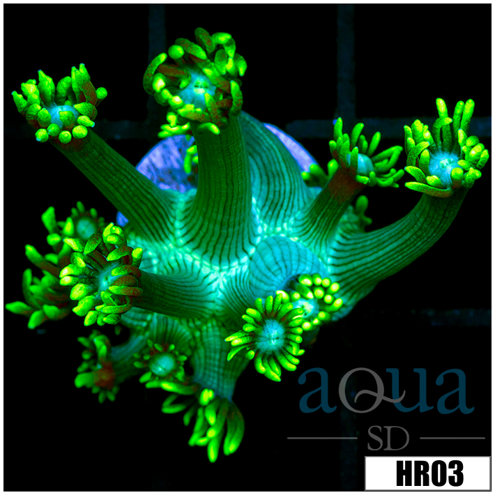 Neon Star Goni