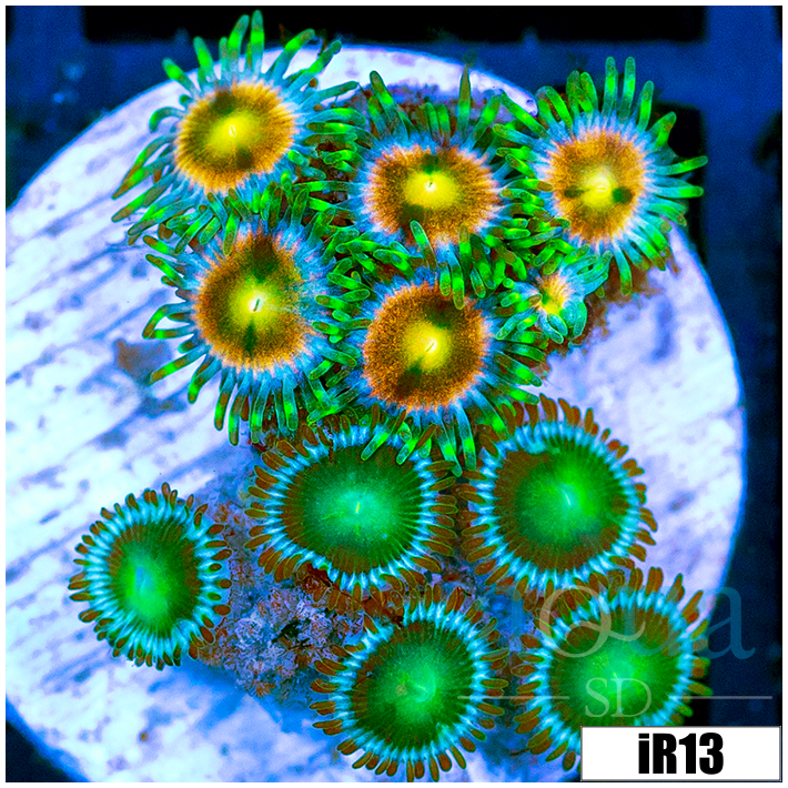 ASD Combo Zoanthids