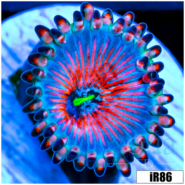 White Zombies Zoanthids