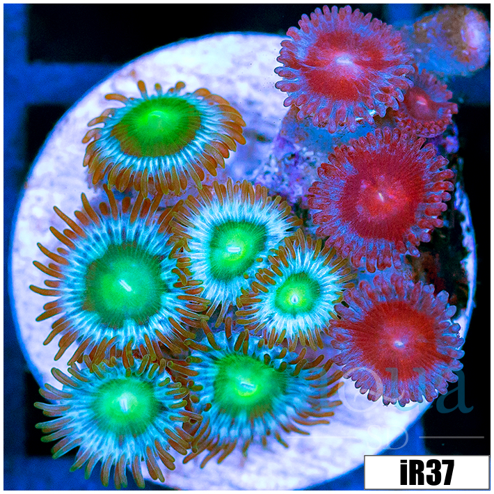 ASD Combo Zoanthids