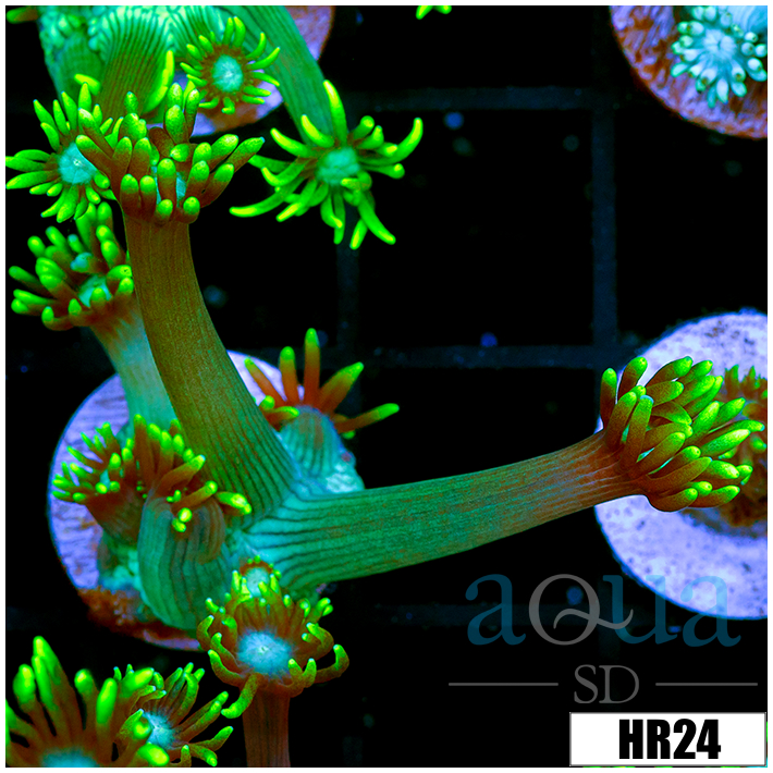 Neon Star Goni