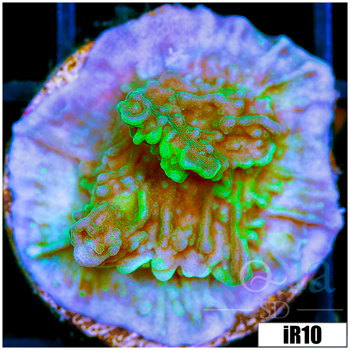 JF Cold Fusion Montipora