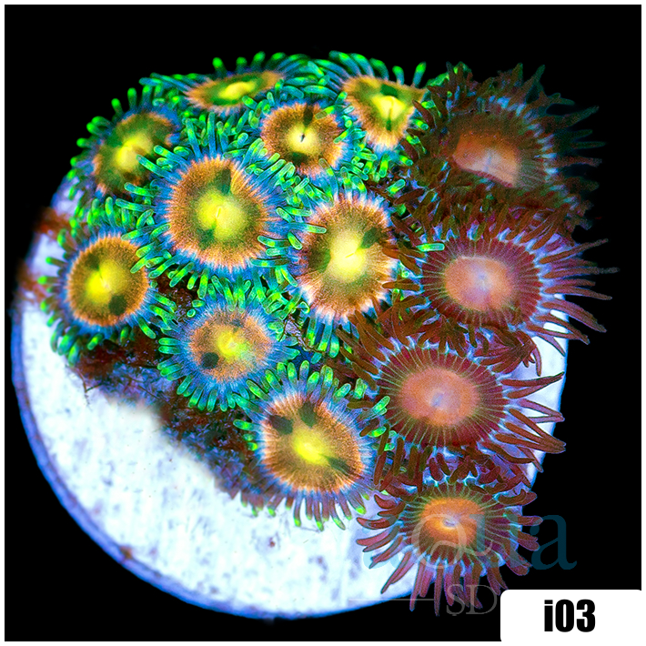 ASD Combo Zoanthids