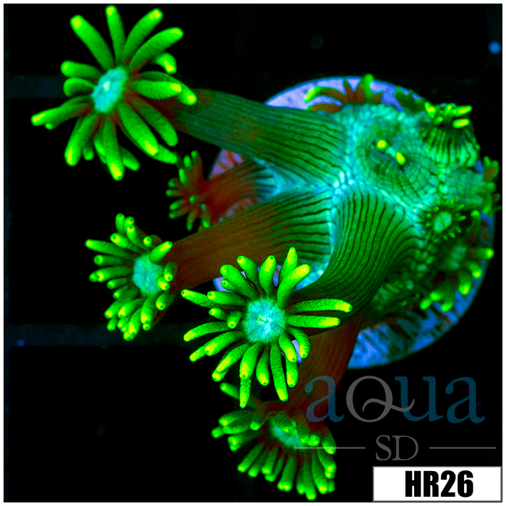 Neon Star Goni