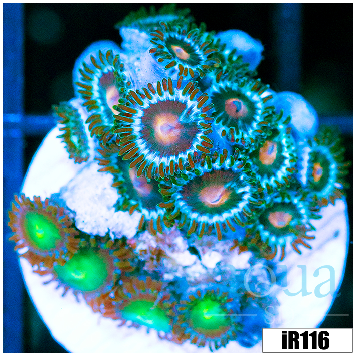 ASD Combo Zoanthids