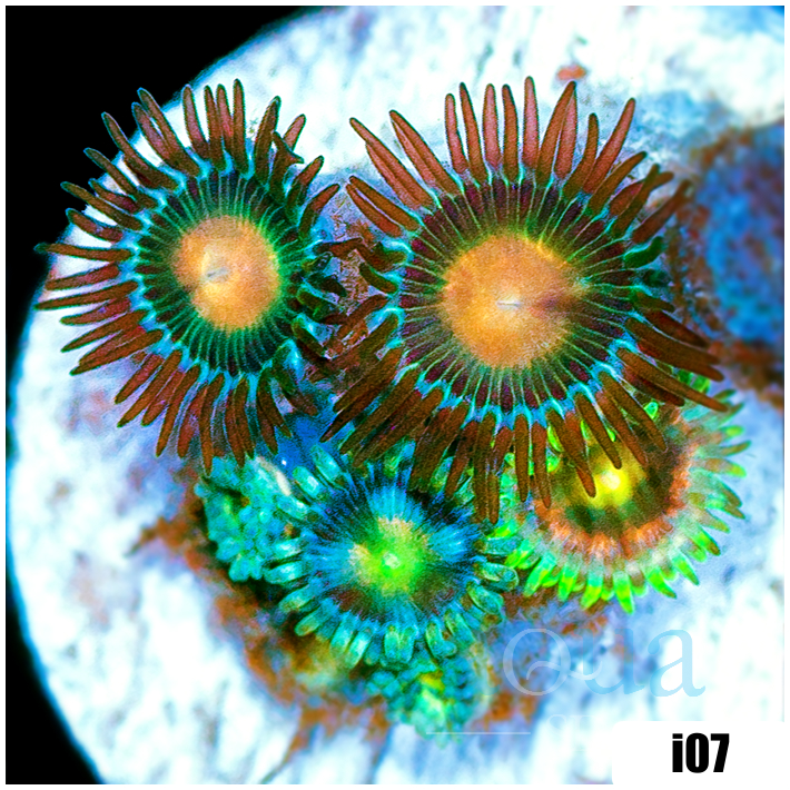 ASD Combo Zoanthids
