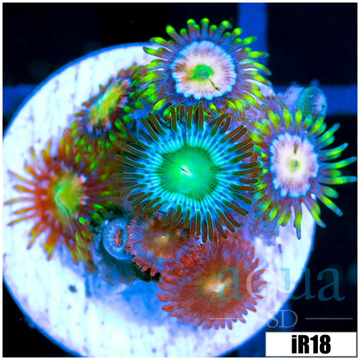ASD Combo Zoanthids