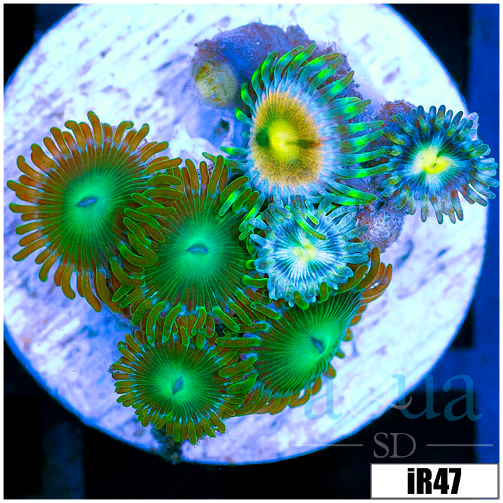 ASD Combo Zoanthids