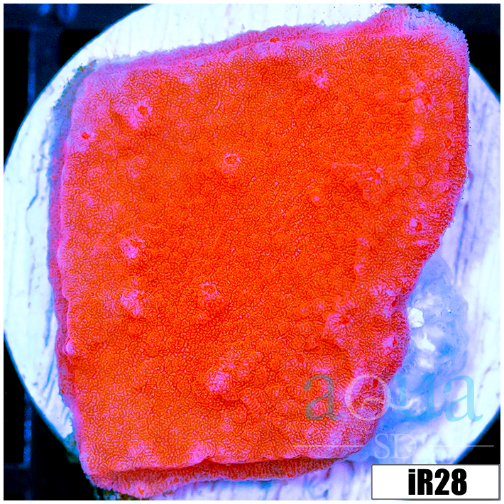 Orange Plating Monti