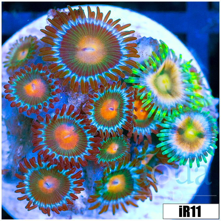 ASD Combo Zoanthids
