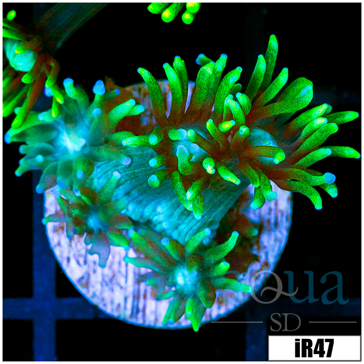 Neon Star Goni