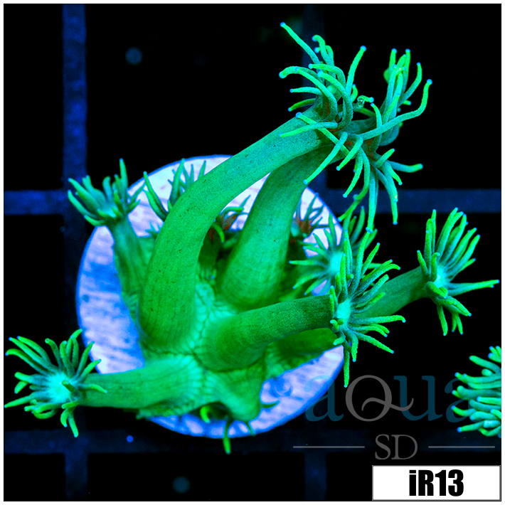 Lime Star Goni