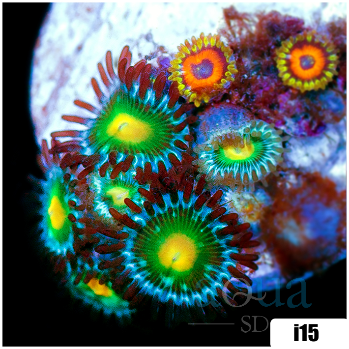 ASD Combo Zoanthids