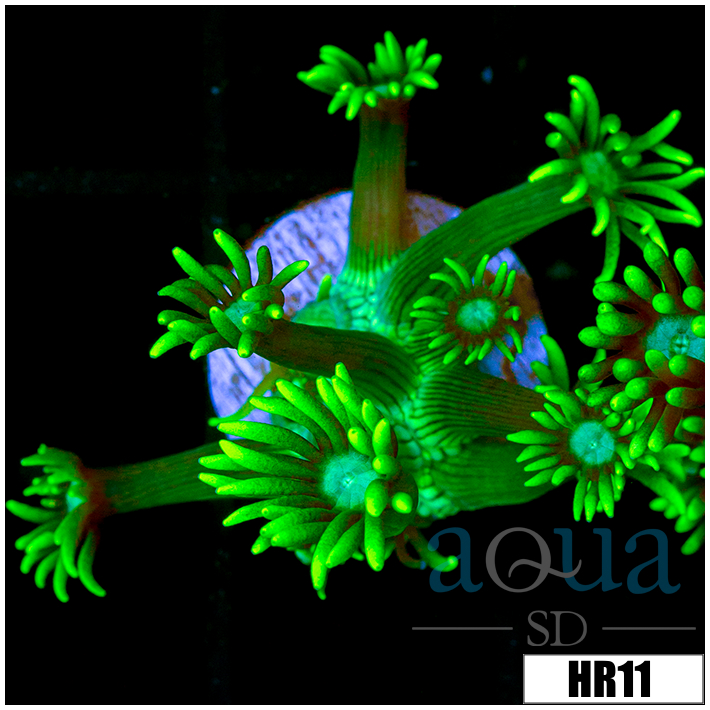 Neon Star Goni
