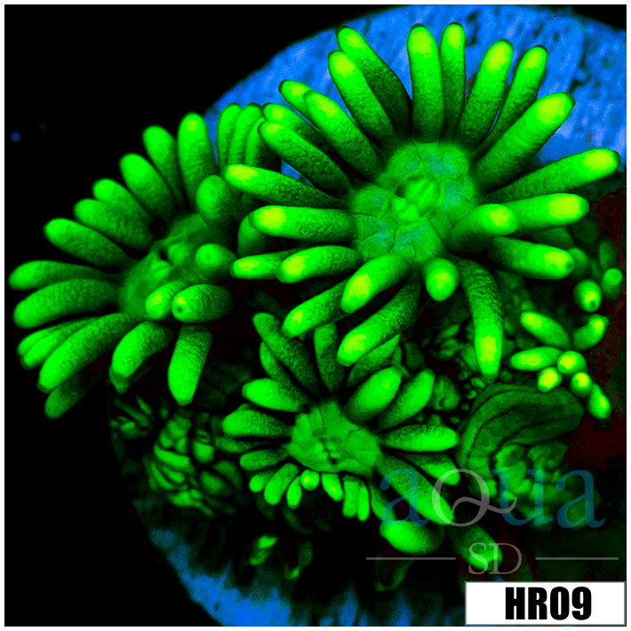 Neon Star Goni