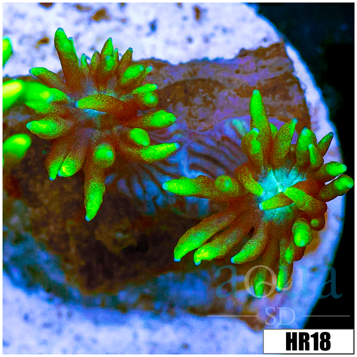 Neon Star Goni