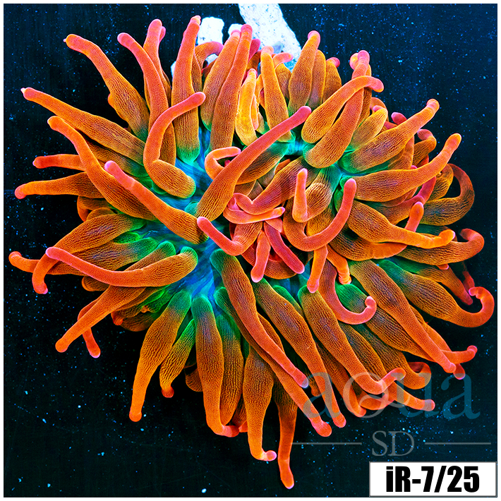 ASD Large Homegrown Rainbow Anemone