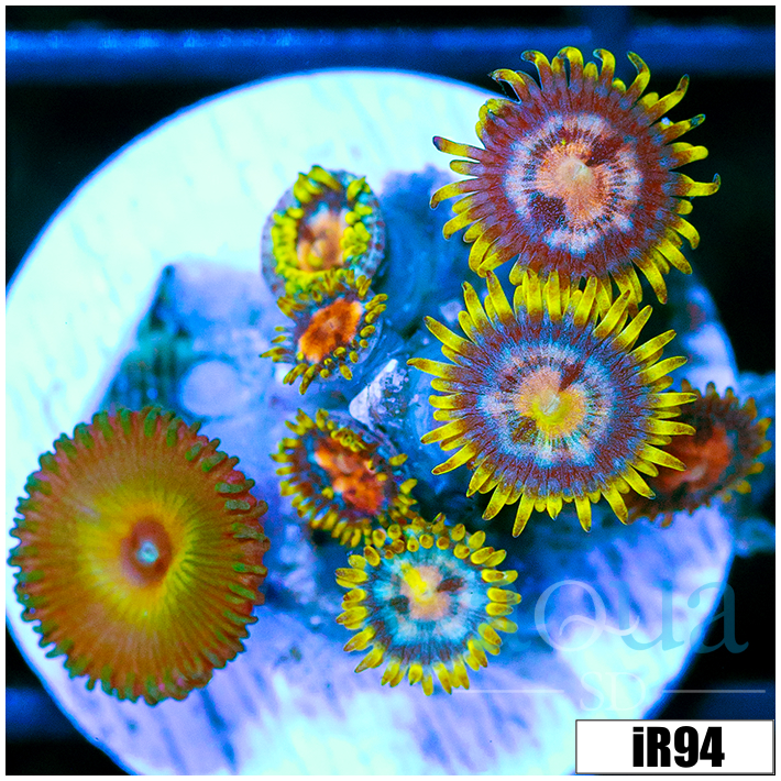 ASD Combo Zoanthids