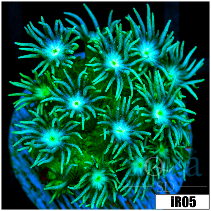 Lime Star Goni