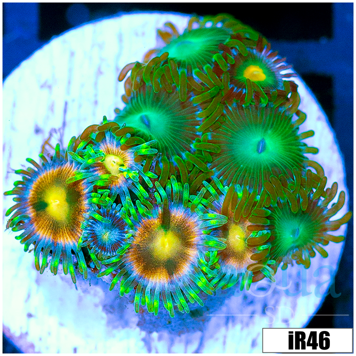 ASD Combo Zoanthids
