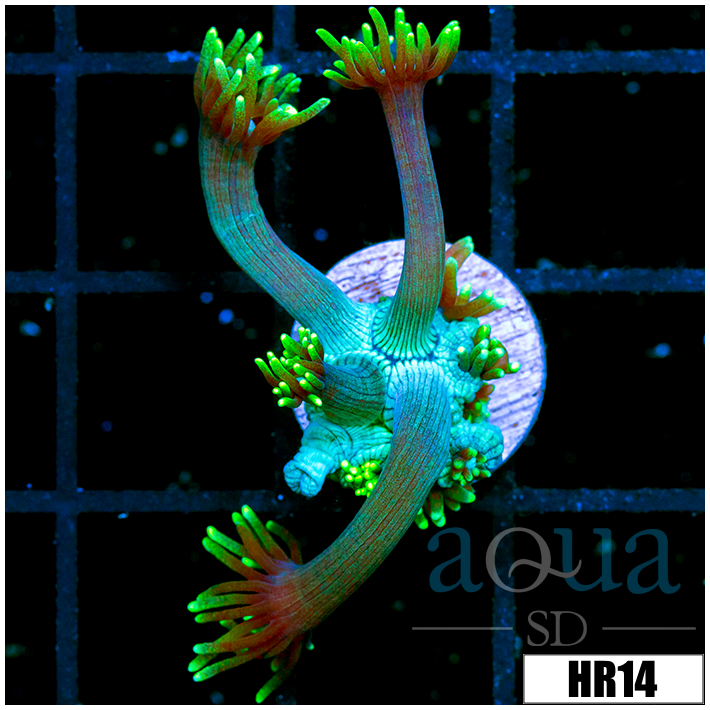 Neon Star Goni
