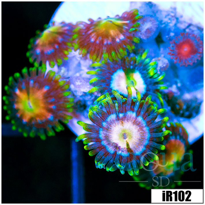 ASD Combo Zoanthids