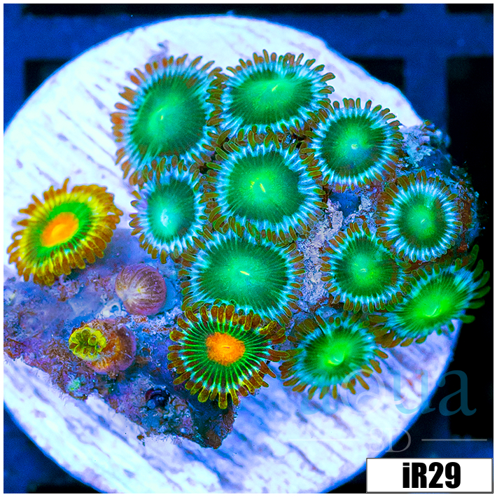 ASD Combo Zoanthids