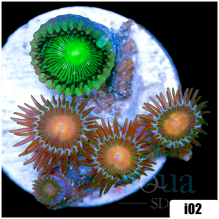 ASD Combo Zoanthids
