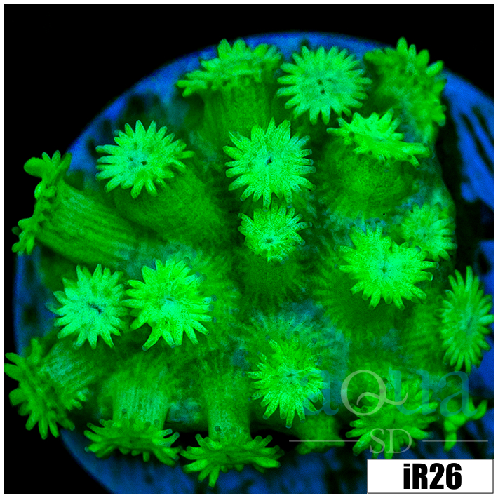 Neon Goniopora