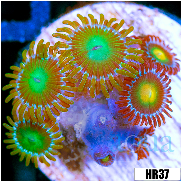 ASD Combo Zoanthids