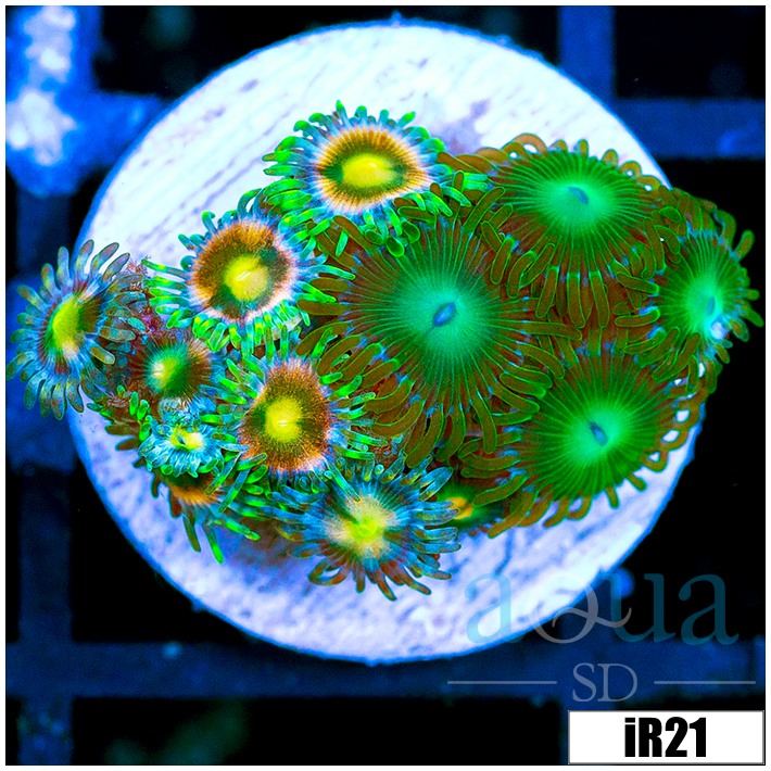 ASD Combo Zoanthids