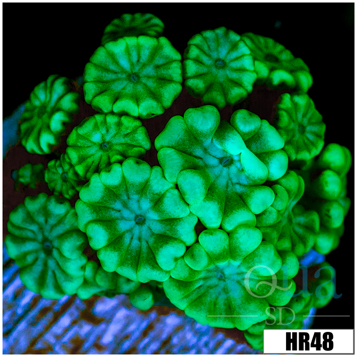 Green Petals Alveopora