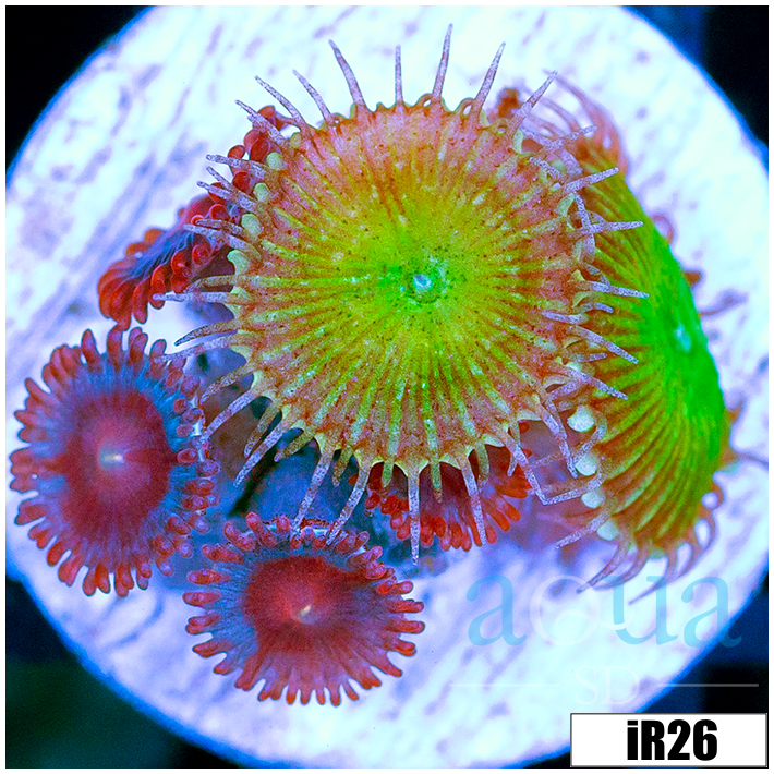 ASD Combo Zoanthids
