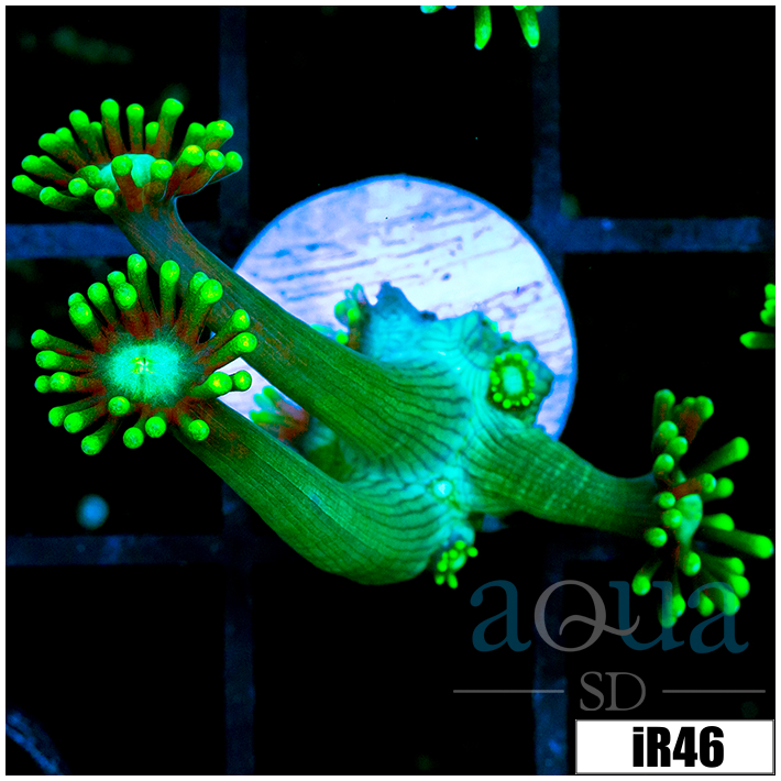 Neon Star Goni